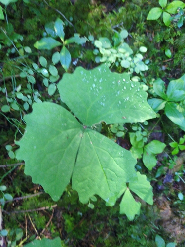 Achlys triphylla, photograph 2