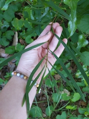 Asimina angustifolia image