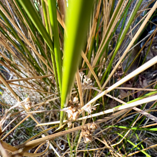Juncus pallidus, photograph 1