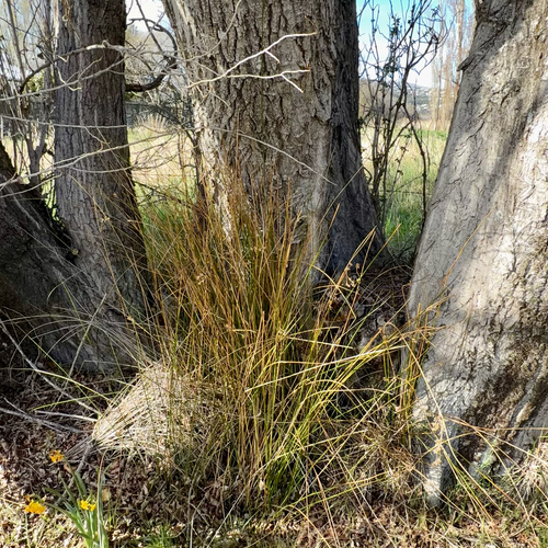 Juncus pallidus, photograph 2