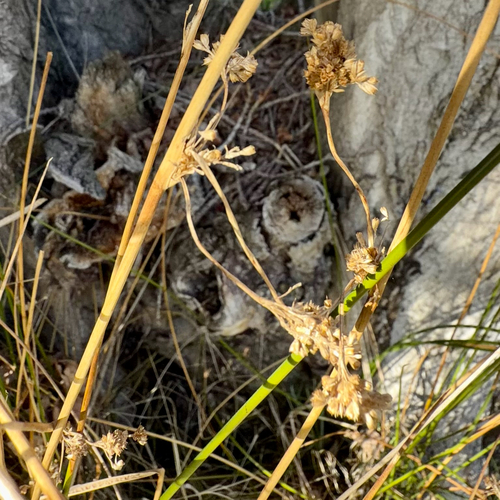 Juncus pallidus