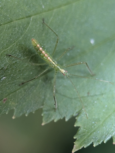 Pale Green Assassin Bug