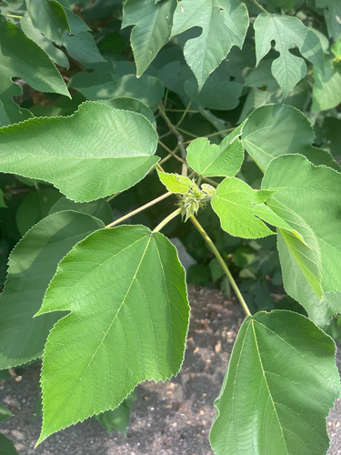 Paper mulberry