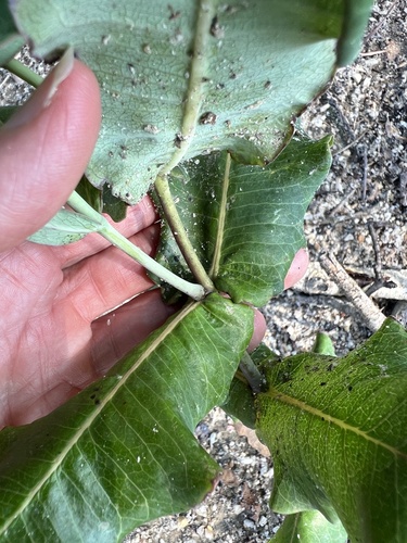 Asclepias amplexicaulis, photograph 2