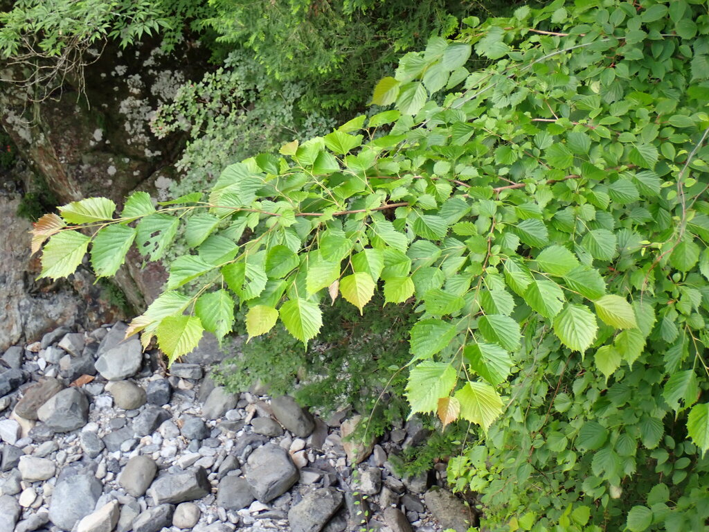 Euptelea polyandra; photograph (c) W Rao, some rights reserved (CC BY)