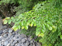 Euptelea polyandra