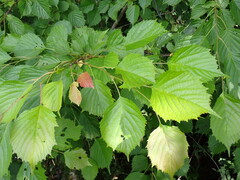 (c) W Rao, some rights reserved (CC BY) Euptelea polyandra, photograph (c) W Rao, some rights reserved (CC BY)