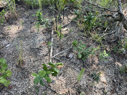 Asclepias amplexicaulis, photograph 4