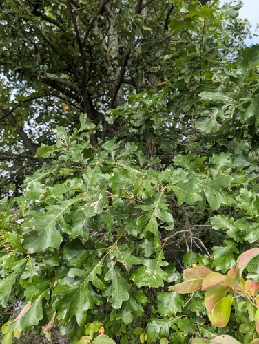 bur oak