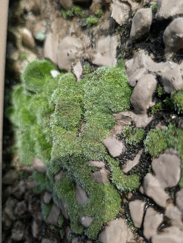 Silvery Bryum