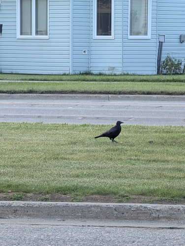 American Crow