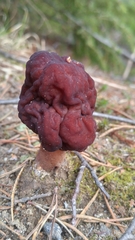 Gyromitra esculenta image
