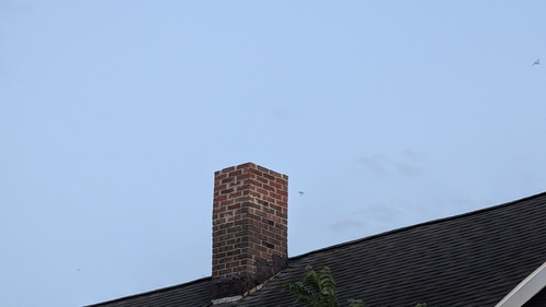 Chimney Swift