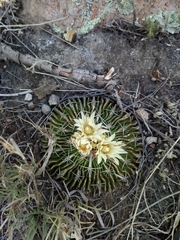 Echinofossulocactus phyllacanthus
