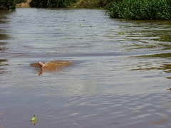 Inia geoffrensis boliviensis