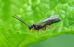 Metopiinae