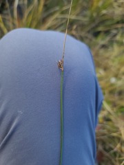Juncus balticus, photograph author not stated, no rights reserved
