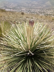 Dasylirion acrotrichum