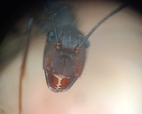Camponotus cingulatus