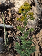 Solidago wrightii