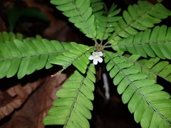 Biophytum dendroides