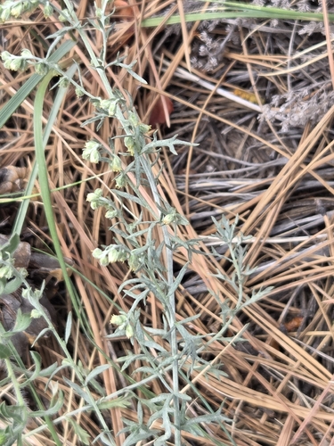Artemisia carruthii, photograph 3