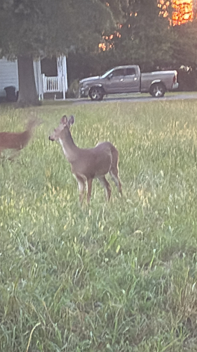 White-tailed Deer