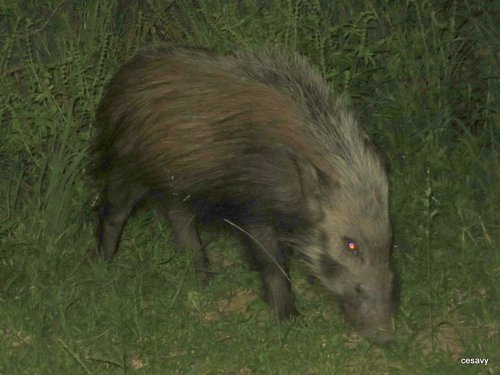 Bushpig