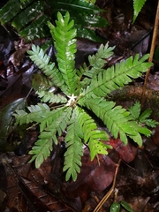 Biophytum dendroides