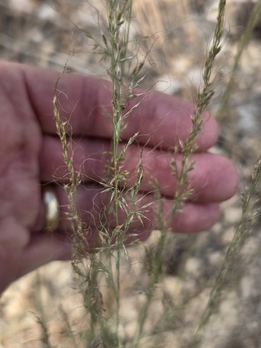 Muhlenbergia trifida, 2026-09-06