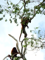 Alouatta sara