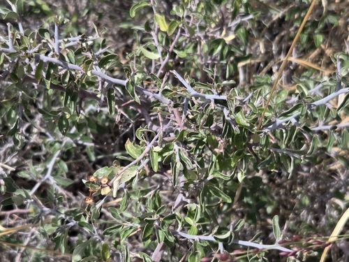 Ceanothus fendleri, photograph 6
