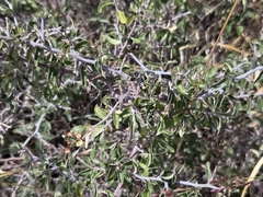 Ceanothus fendleri, photograph author not stated, no rights reserved