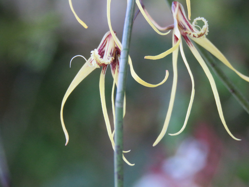 Dendrobium teretifolium, photograph 4