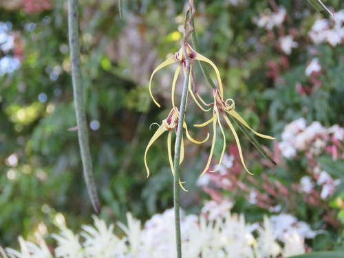 Dendrobium teretifolium, photograph 5