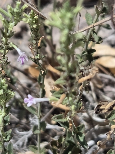 Drummond's false pennyroyal