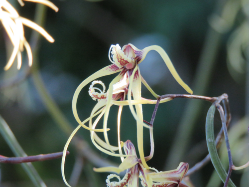 Dendrobium teretifolium, photograph 3