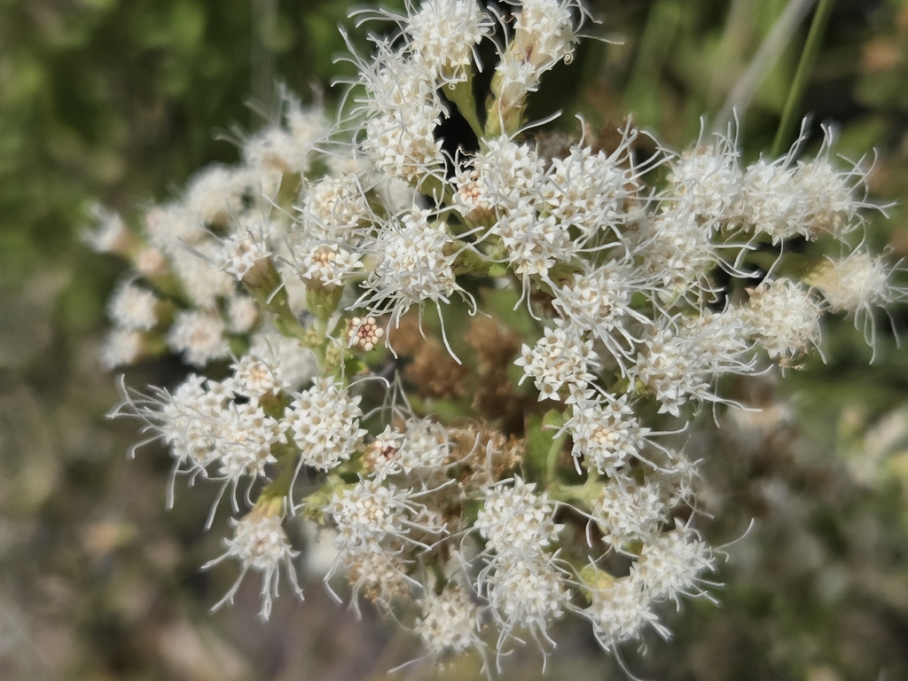 Ageratina herbacea; photograph author not stated, no rights reserved