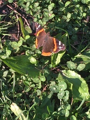 Vanessa atalanta