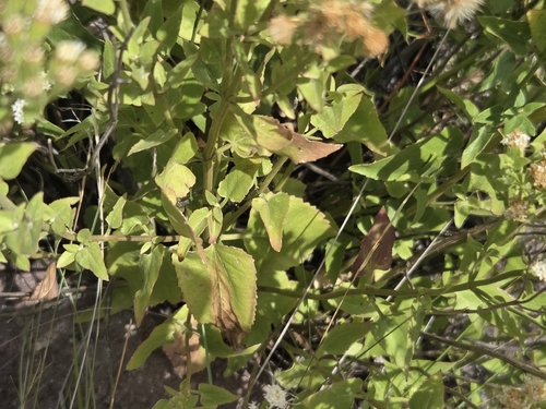 Ageratina herbacea, photograph 3