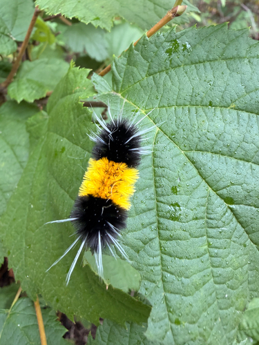 Spotted Tussock Moth