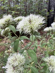 Pycnanthemum flexuosum