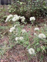 Pycnanthemum flexuosum, photograph (c) Anne Parker, some rights reserved (CC BY)