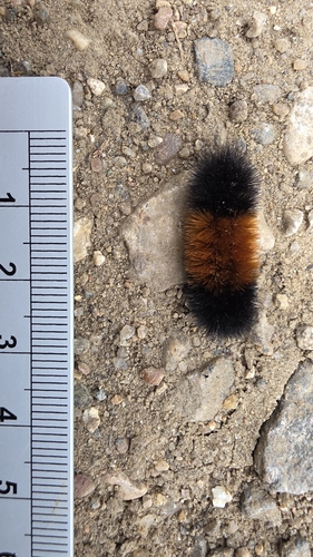 Isabella Tiger Moth