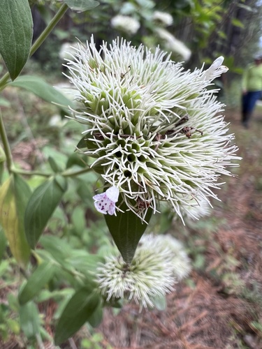 Pycnanthemum flexuosum, photograph 3