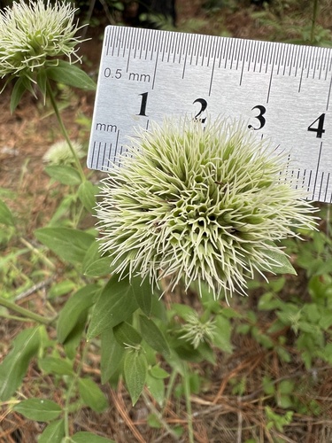 Pycnanthemum flexuosum, photograph 4