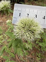 Pycnanthemum flexuosum, photograph (c) Anne Parker, some rights reserved (CC BY)