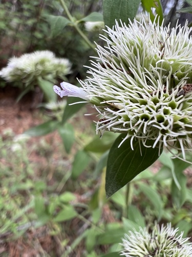 Pycnanthemum flexuosum, photograph 5