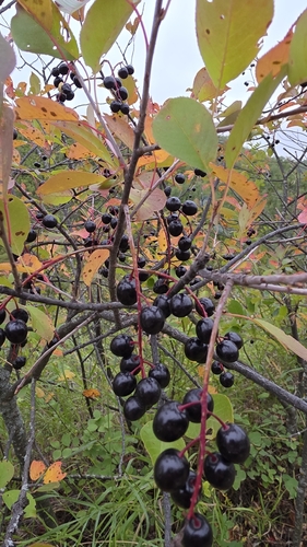 chokecherry