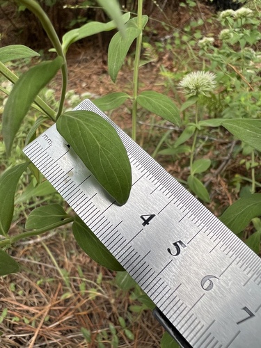 Pycnanthemum flexuosum, photograph 6